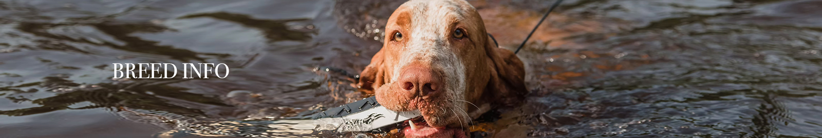 Bracco Italiano Club of America - Breed Info
