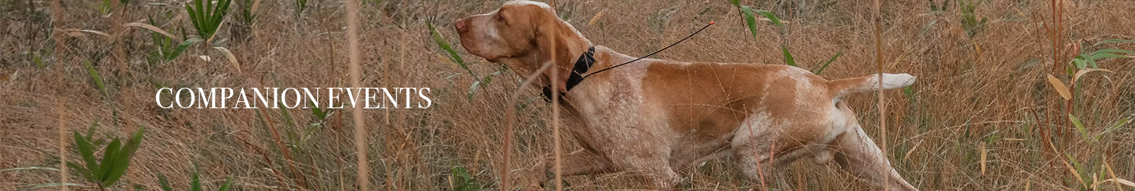 Bracco Italiano Club of America - Companion Events