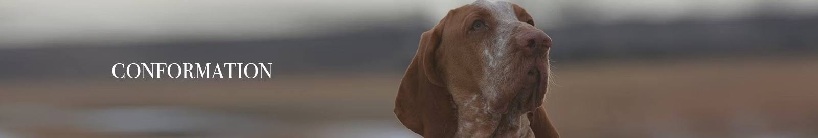 Bracco Italiano Club of America - Conformation