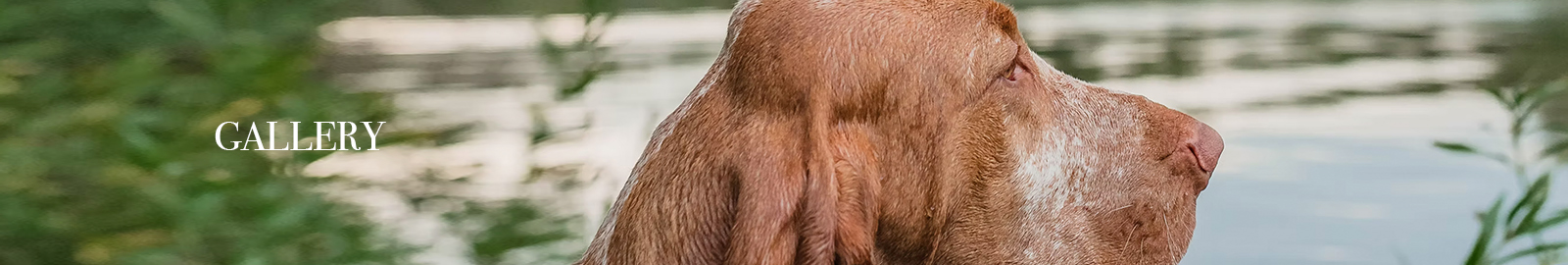 Bracco Italiano Club of America - Gallery