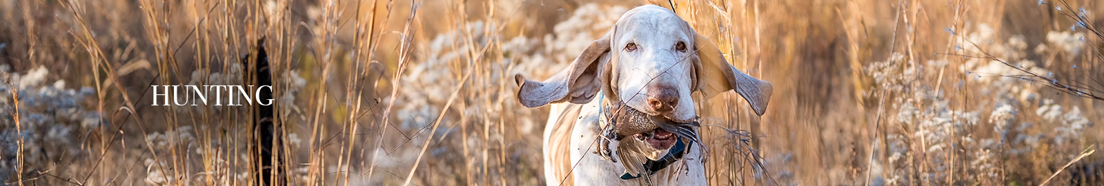 Bracco Italiano Club of America