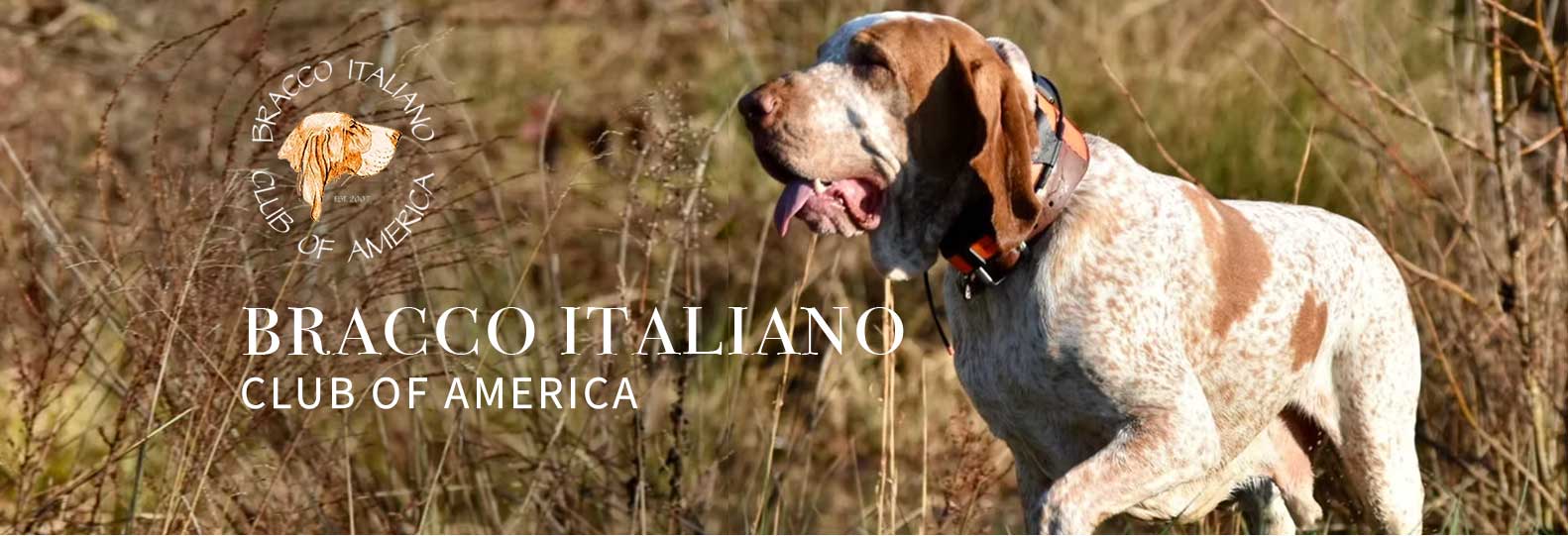 Bracco Italiano Club of America